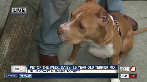 Pet of the Week: Daisy