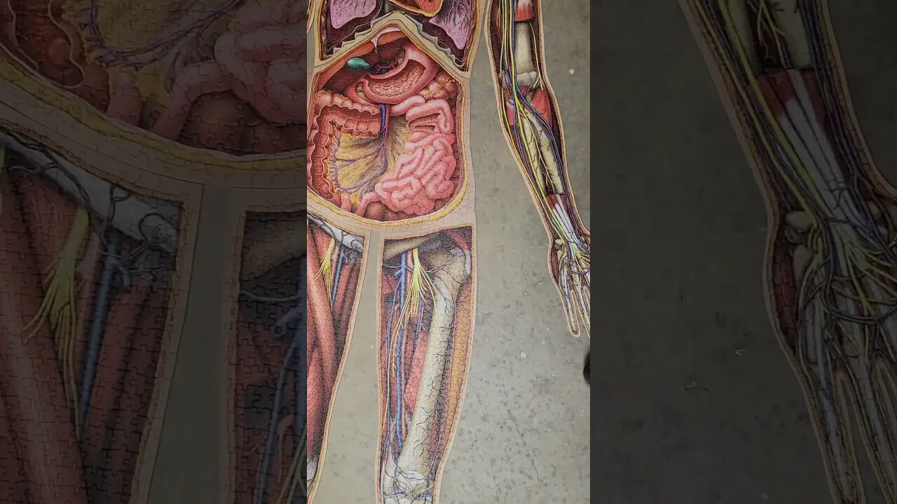 The tallest puzzle I've ever done! #anatomy #puzzle #genius #satisfying #shorts