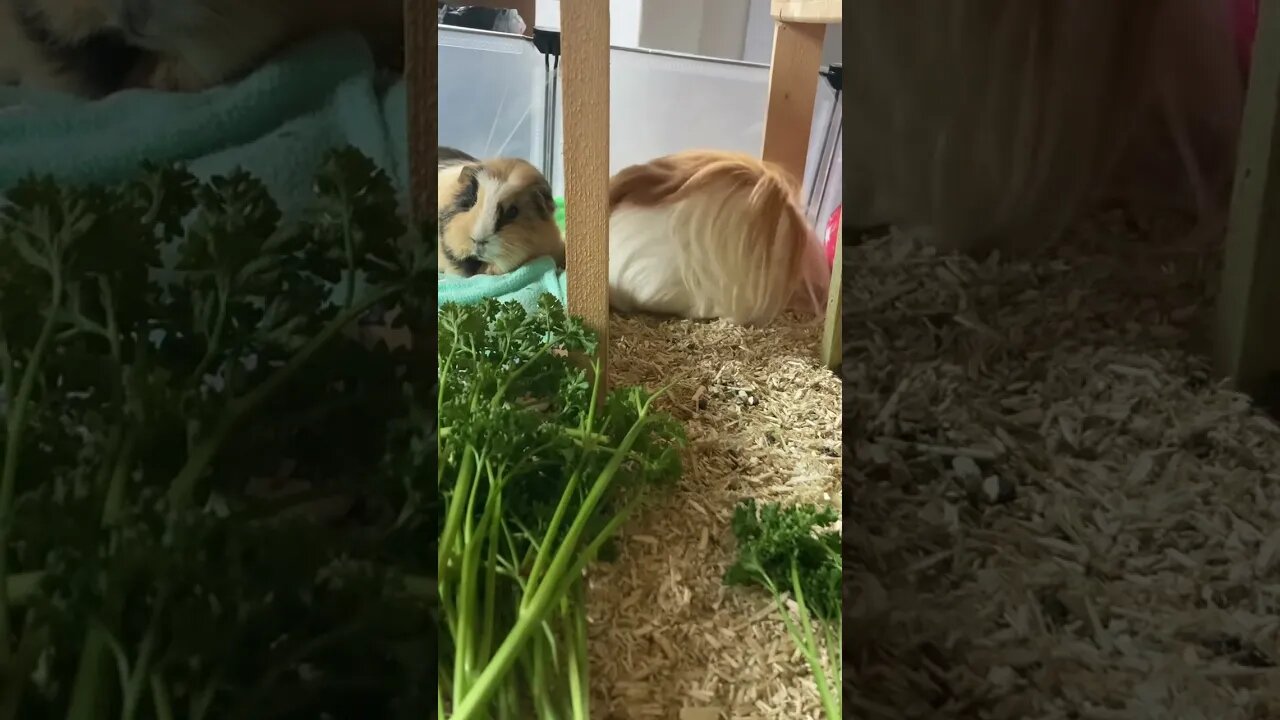 Guinea pig Svea glare stare and Fergus cleaning himself