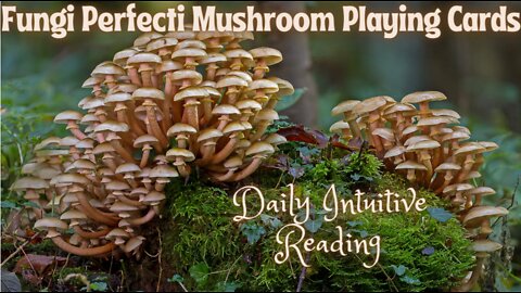 Fungi Perfecti Mushroom Playing Cards ~ Daily Intuitive Reading