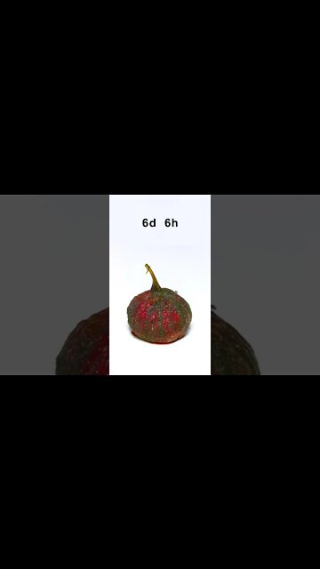 Amazing Shorts Time laps video 👍😎 #short #shorts (4)