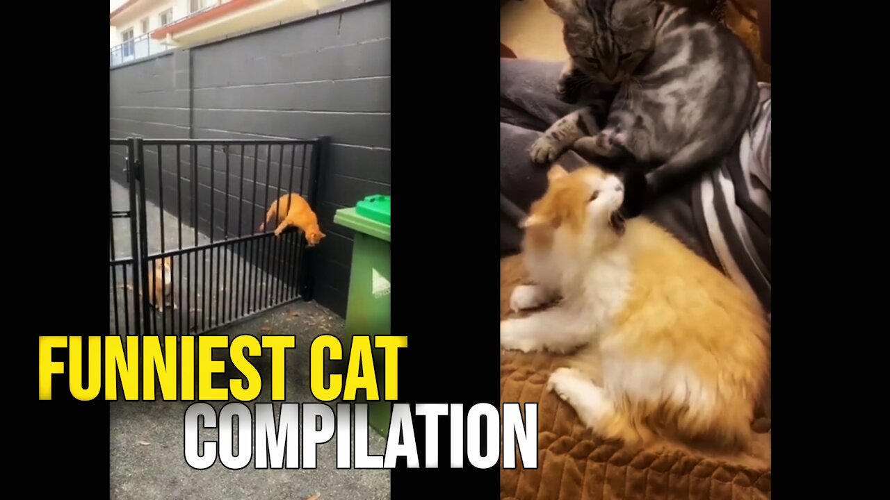 Funniest cats compilation