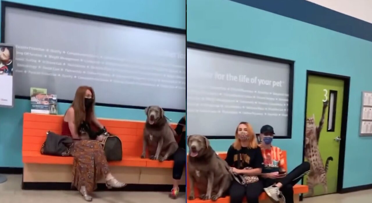 Guy Ask HUMANS Why Are They MUZZLED or MASKED & Their Dogs Aren't