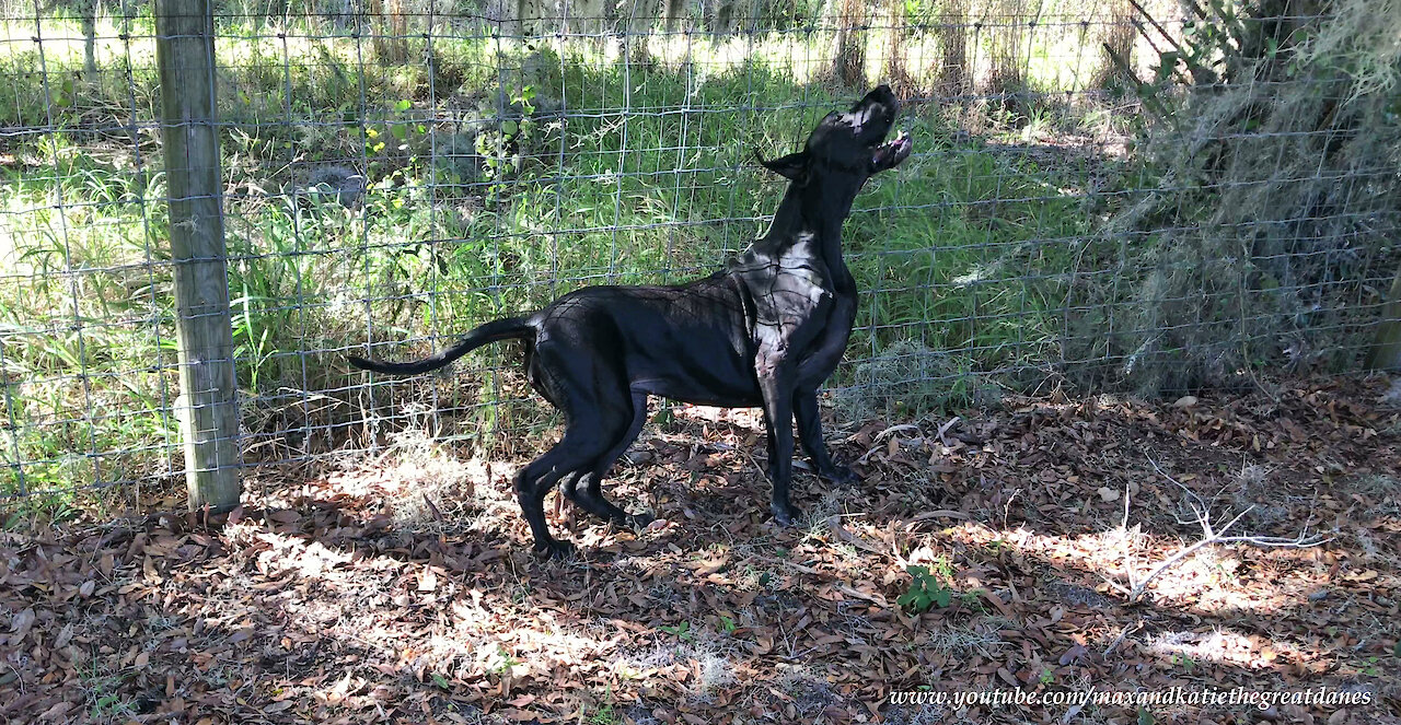 Funny Great Dane Loves To Lean And Scratch On The Fence