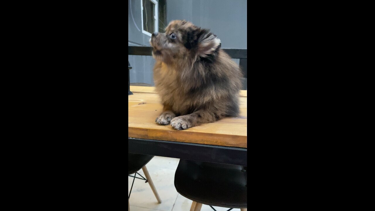 Spitz exotic howling