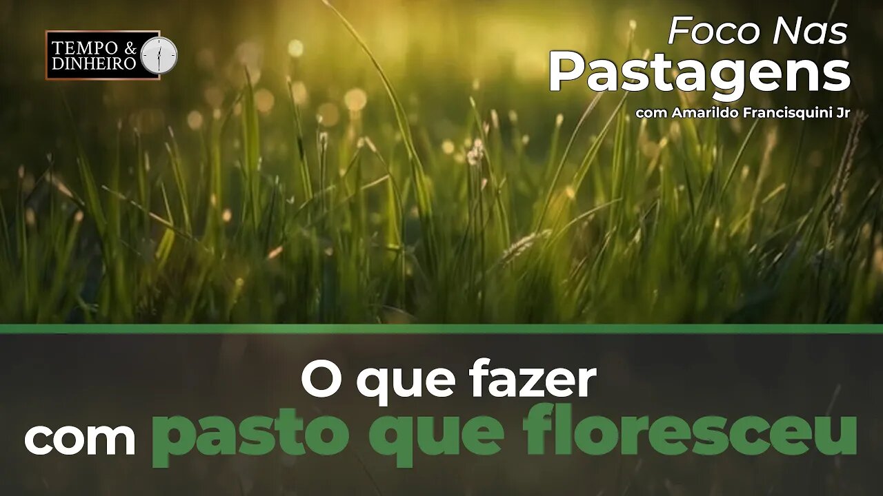 Foco nas Pastagens hoje sobre o que fazer com pasto que floresceu.