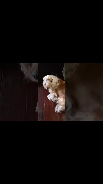 #dogshow, #amimals, #dogs, #shorts