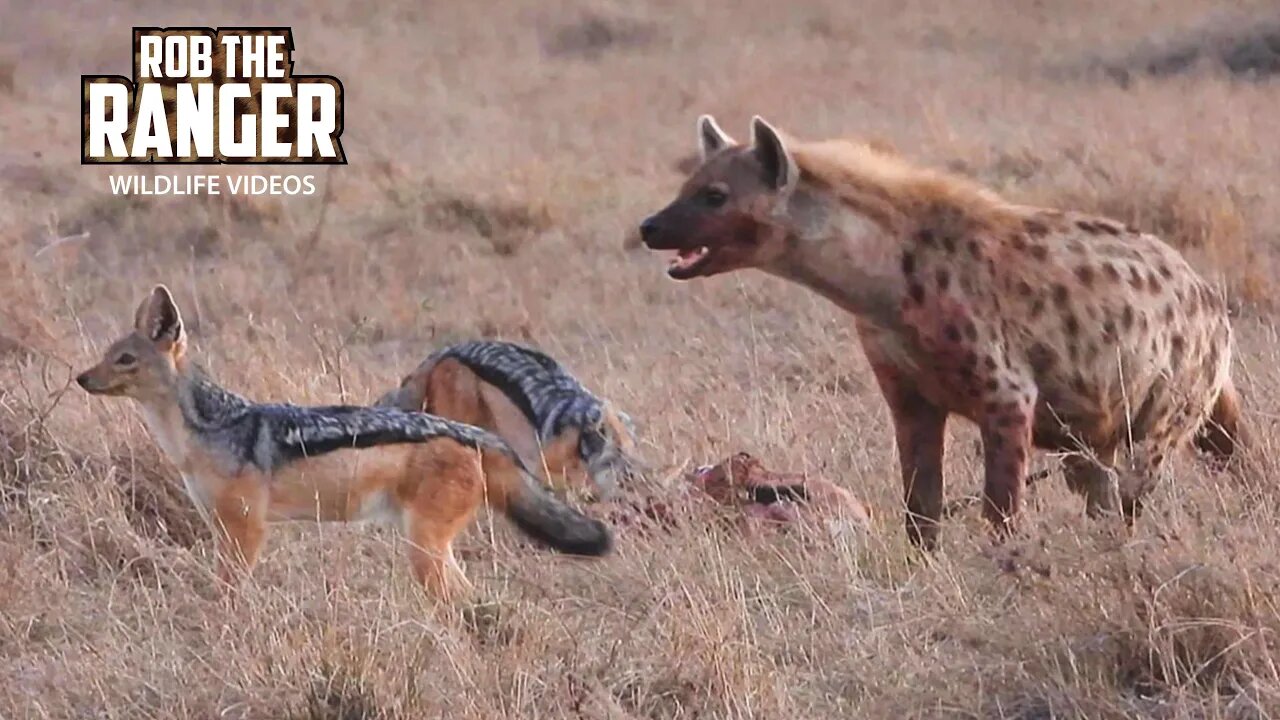 Hyena And Jackals Compete For A Gazelle Meal | Maasai Mara Safari | Zebra Plains