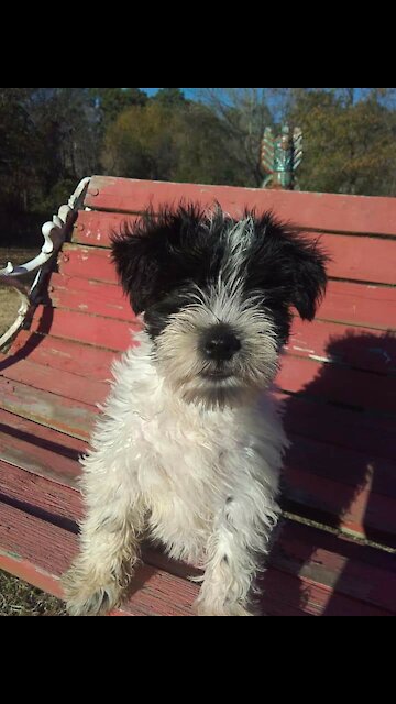 Playing Miniature Schnauzer puppies