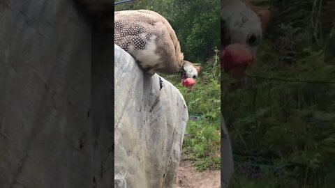 Difference between male and female guinea fowl by appearance