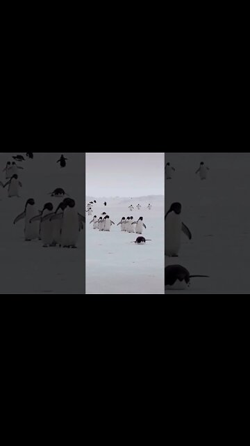 Most Amazing and trending video||relaxing your mind||trendig videos|| #shorts #trending #viral #live