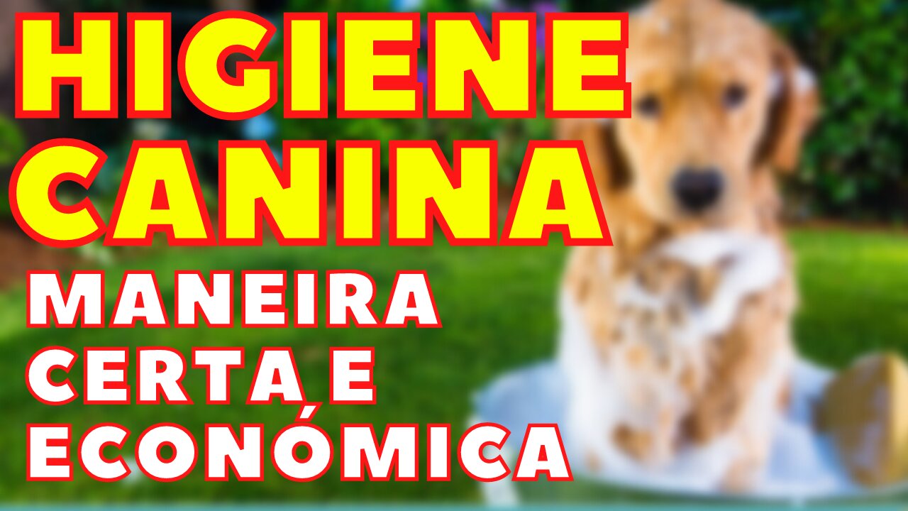 Higiene em cães, saiba como fazer da maneira correta e sem muitos custos