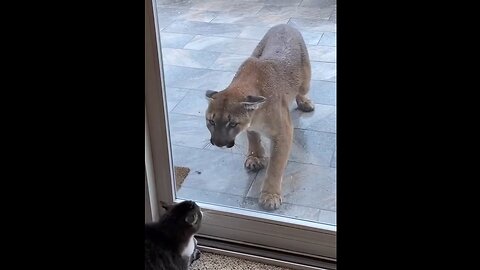 Big Cat meets Little Cat