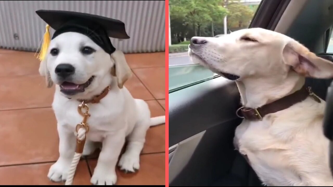 Funniest and Cutest Labrador Dogs #3 | Funny Puppies Video