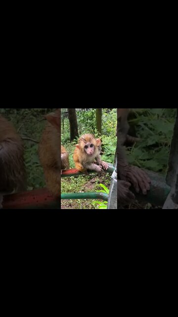 Most Amazing and trending video||relaxing your mind||trendig videos|| #shorts #trending #viral #live