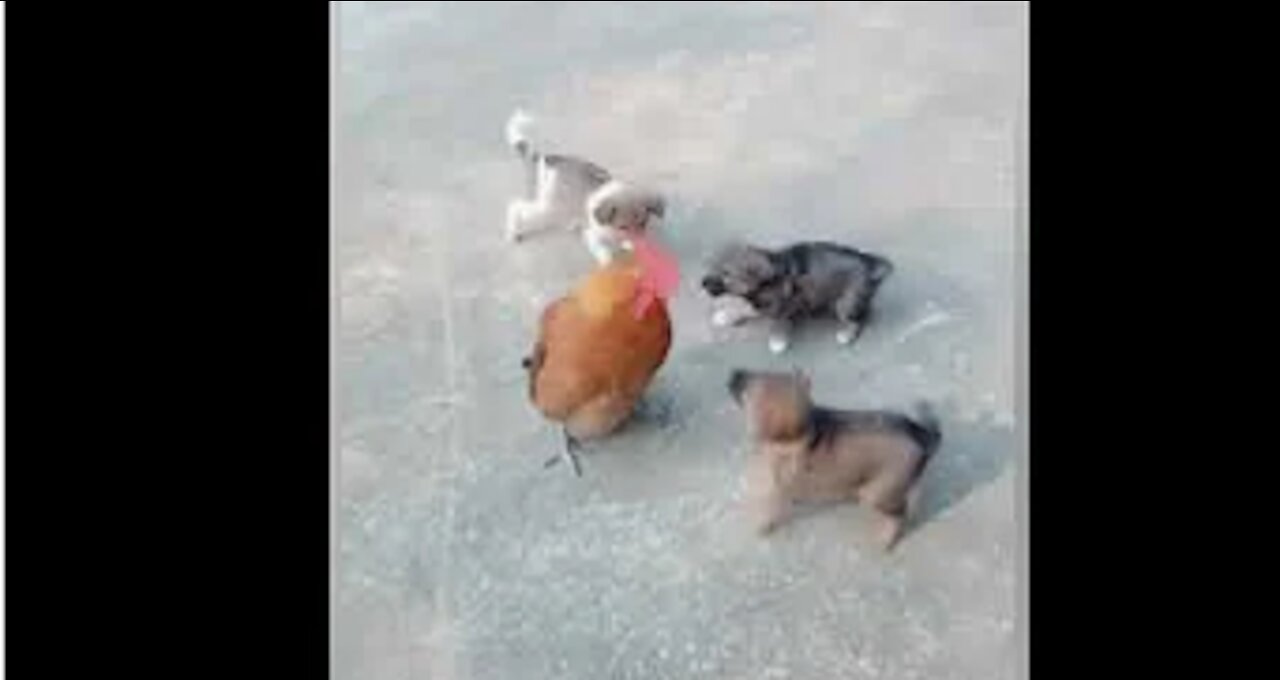 Chicken VS Dog Fight - Funny Dog Fight Videos