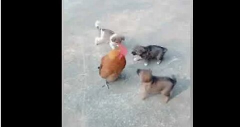 Chicken VS Dog Fight - Funny Dog Fight Videos