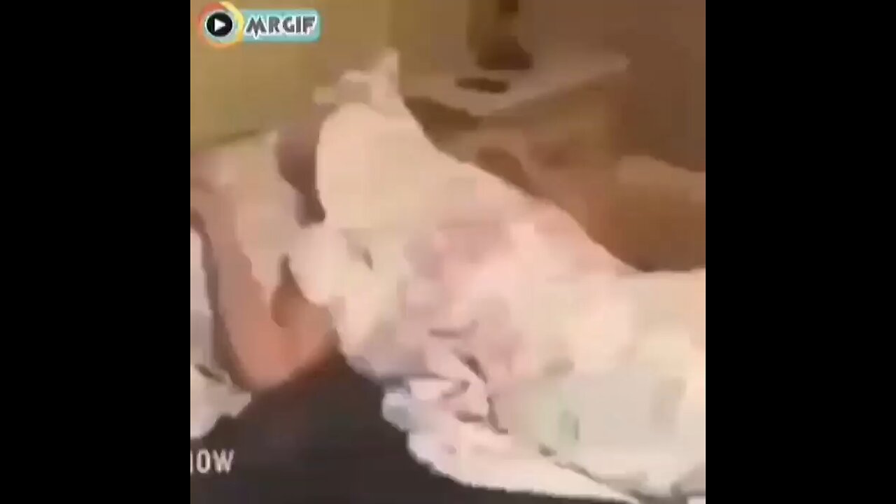 funny video 😂😂😂