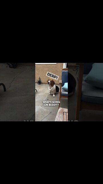 Rise & Shine! 🌞🐶 #cigar #cigars #dog #dogs #silly