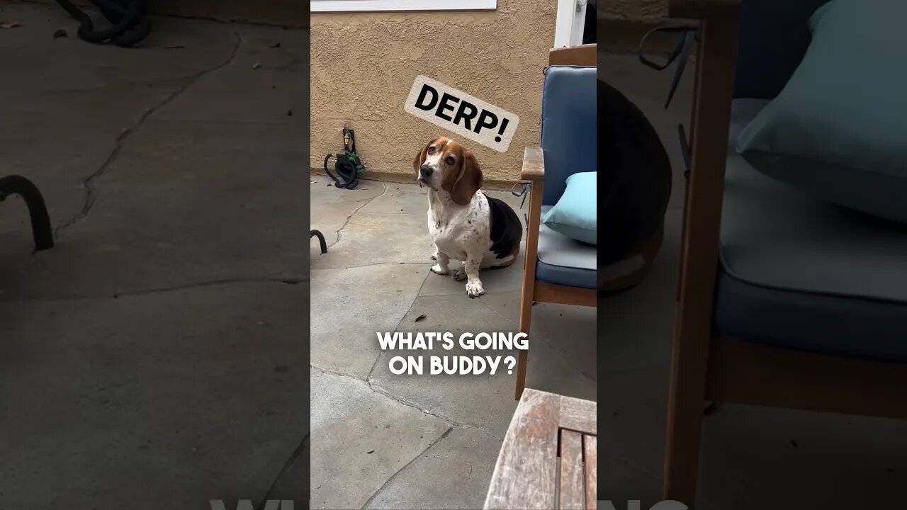 Rise & Shine! 🌞🐶 #cigar #cigars #dog #dogs #silly