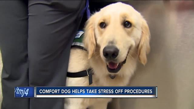 Meet Sven, the Children’s Hospital facility dog