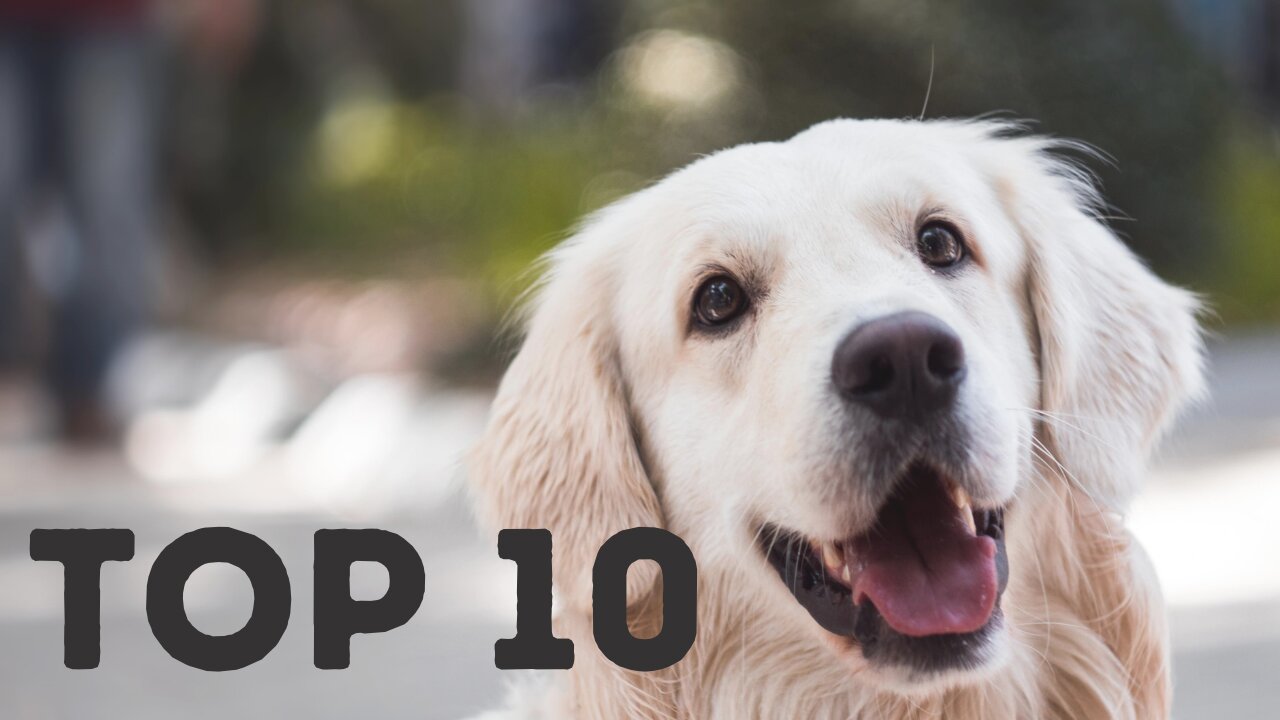 Top 10 Most Popular Dog Breeds In The World 2021