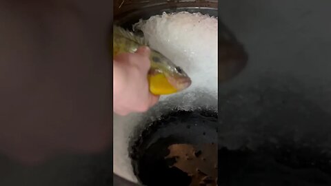 Crappie Double Up Through the Ice! #shorts