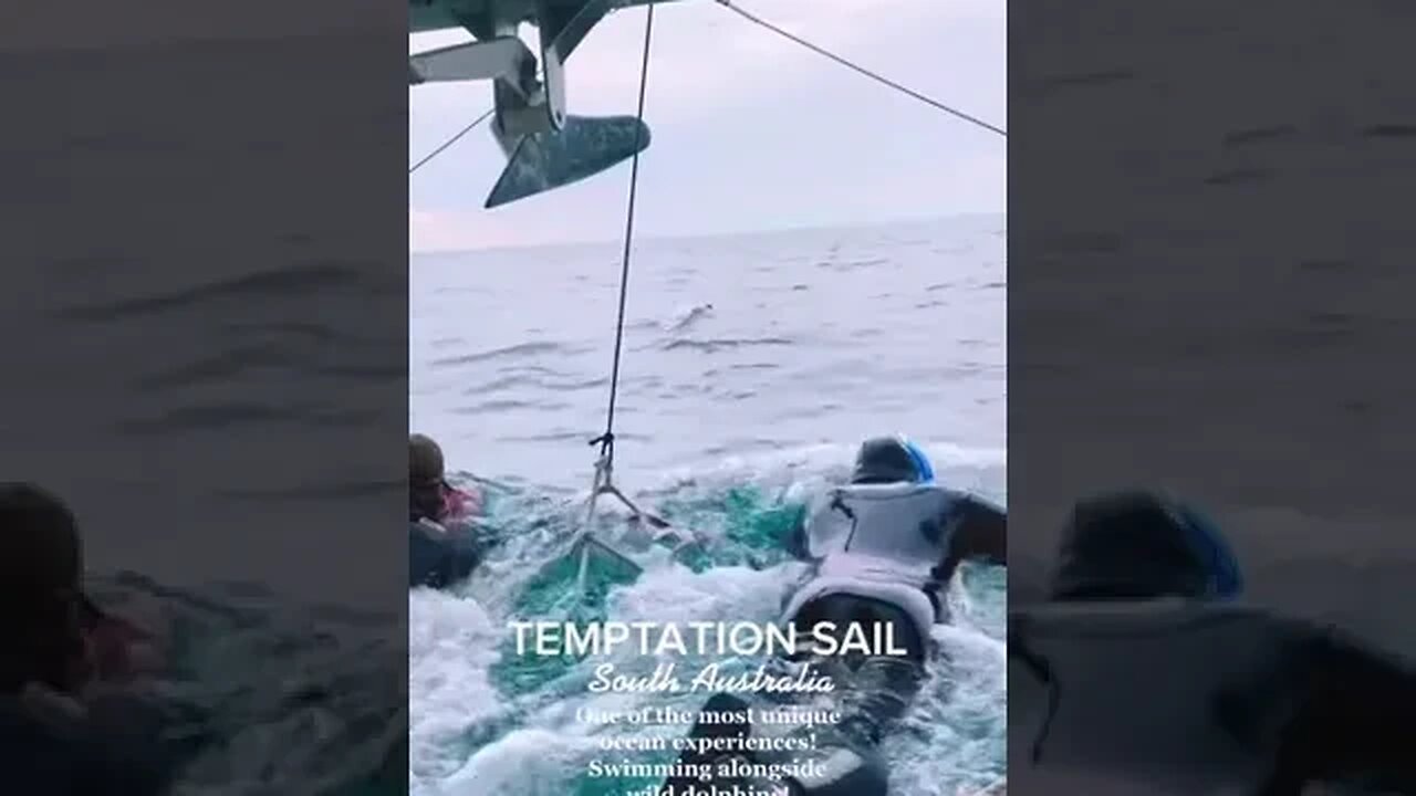 Ocean Sail tiktok asta stevenson