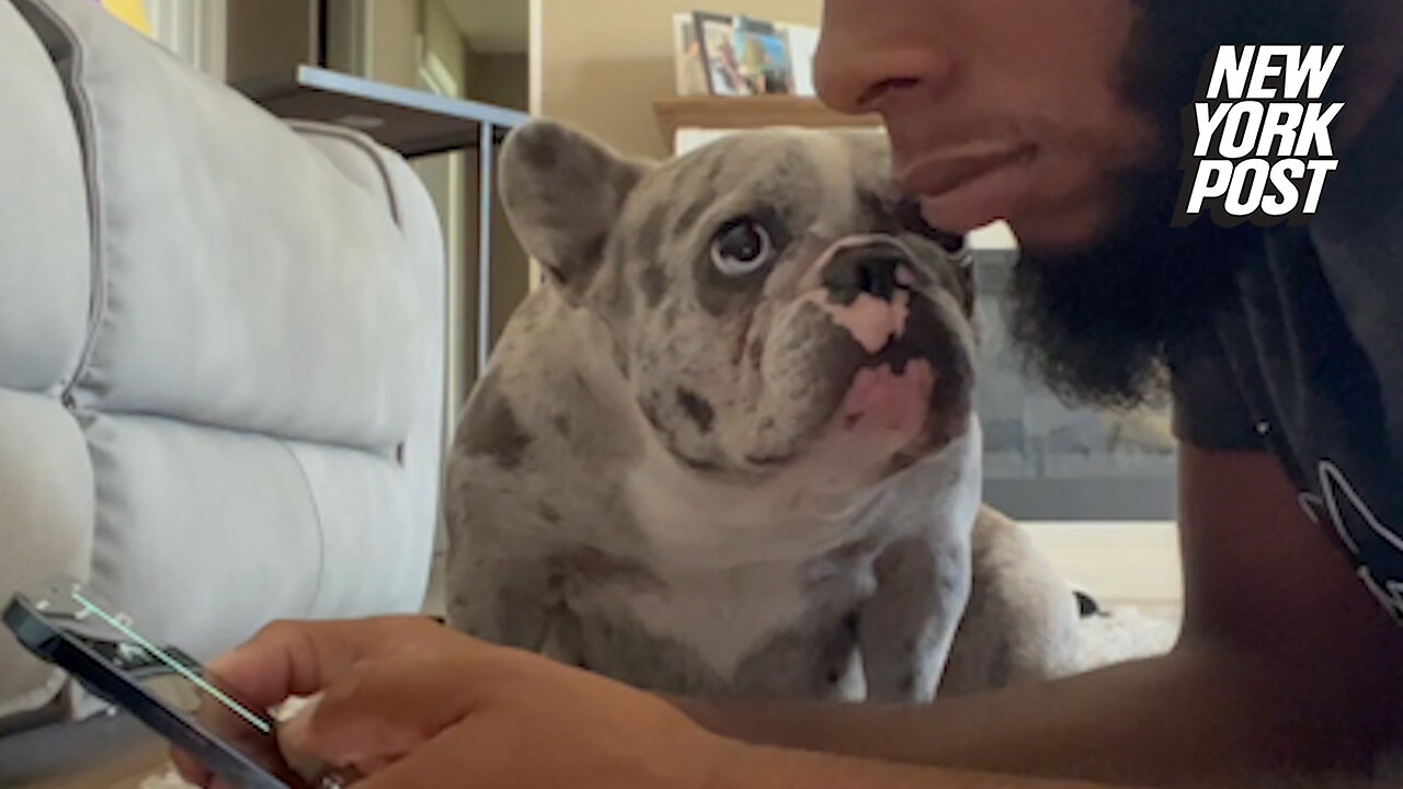 Puppy vs. phone! French bulldog smacks distracted owner in the face