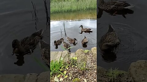 Duck #nature #yorkshire #bird