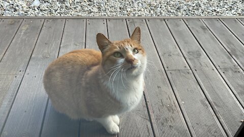 The cute cat I met on my trip