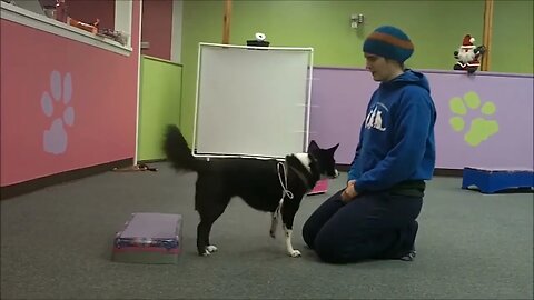 Dog Conditioning Back Up