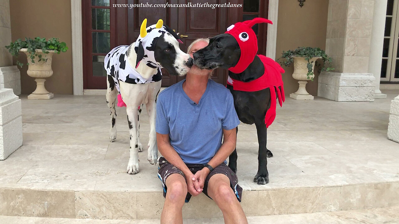 Great Danes In Surf and Turf Halloween Costumes Love to Give Kisses