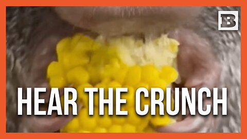 ASMR Snack Time at the Zoo - Porcupine Crunching Corn Cob