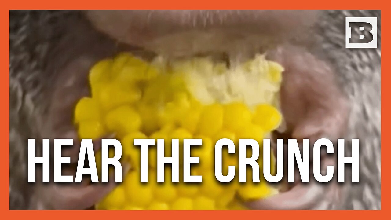 ASMR Snack Time at the Zoo - Porcupine Crunching Corn Cob