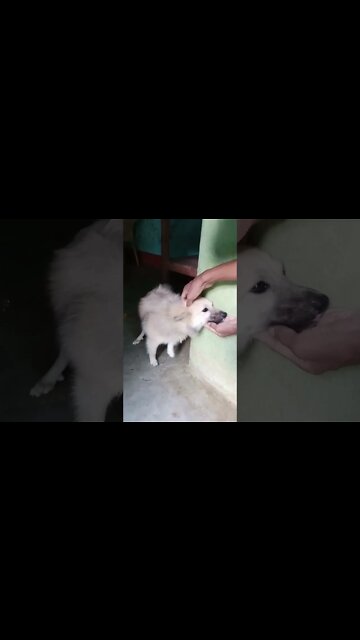 Fluffiest Puppy Ever!