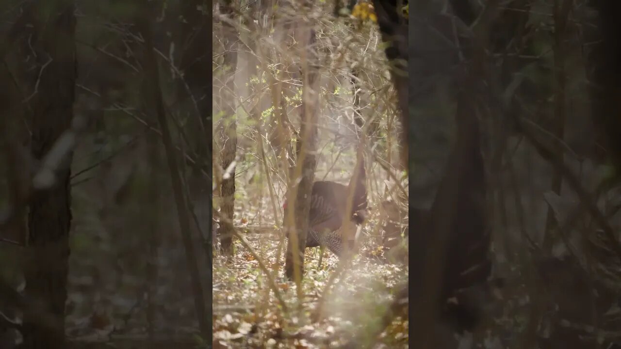 Almost go time! #turkeyhunting #turkeyseason #hunting