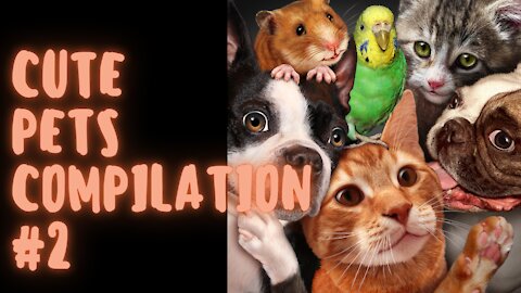 Cute Pets Compilation #2