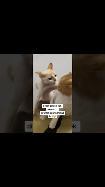 Funny Cats and Kittens Meowing Compilation&Baby Cats -Cute and Funny Cat Videos #shorts (3)