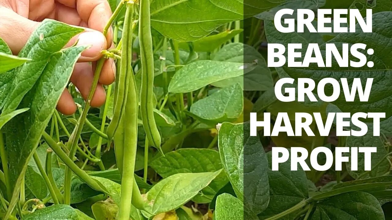 How to Grow & Harvest Green Beans for Profit