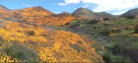 Nonprofit uses poppies to help fight homelessness in Las Vegas veteran community