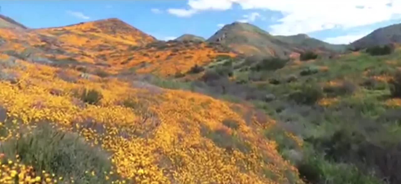 Nonprofit uses poppies to help fight homelessness in Las Vegas veteran community