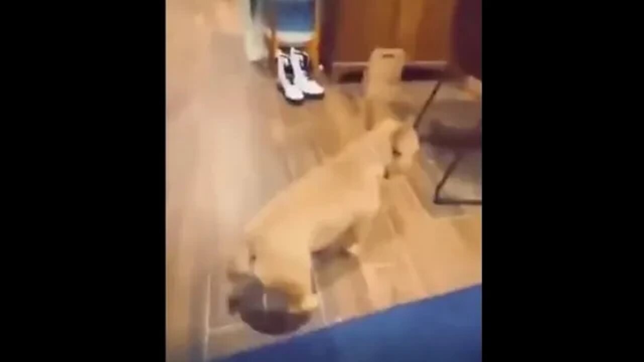 Funny Animals compilation