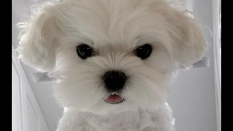 Puppy: Ah, what's this? Human, bully!
