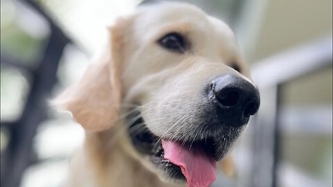 Golden Retriever | 3:33 Sec of him Just goofing around | #goldenretriever