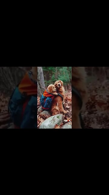 puppy dog mummy dog giant nature.