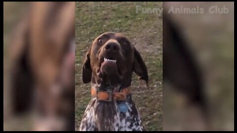 Funny animals club||cats funny video|| dogs funny video Dog and cats training Video