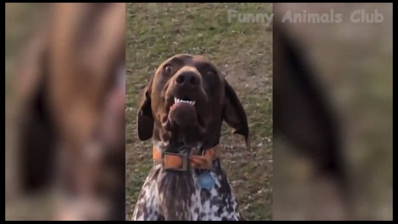 Funny animals club||cats funny video|| dogs funny video Dog and cats training Video