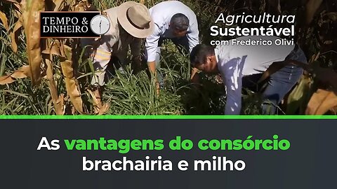 As vantagens do consórcio brachairia e milho