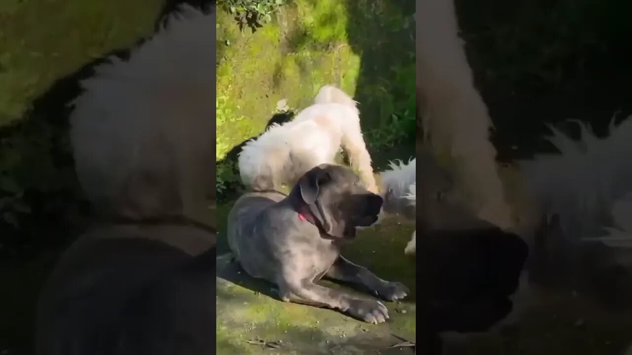 Bullmastiff named summer & her Lhasa Apso friends #shorts